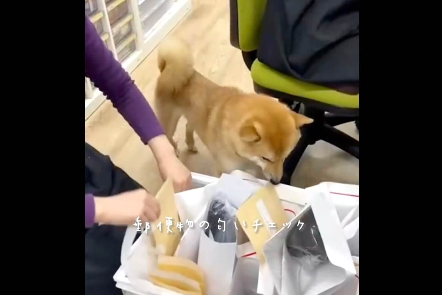柴犬,動画