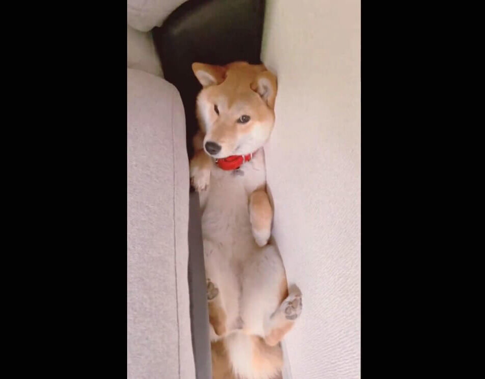 柴犬,動画