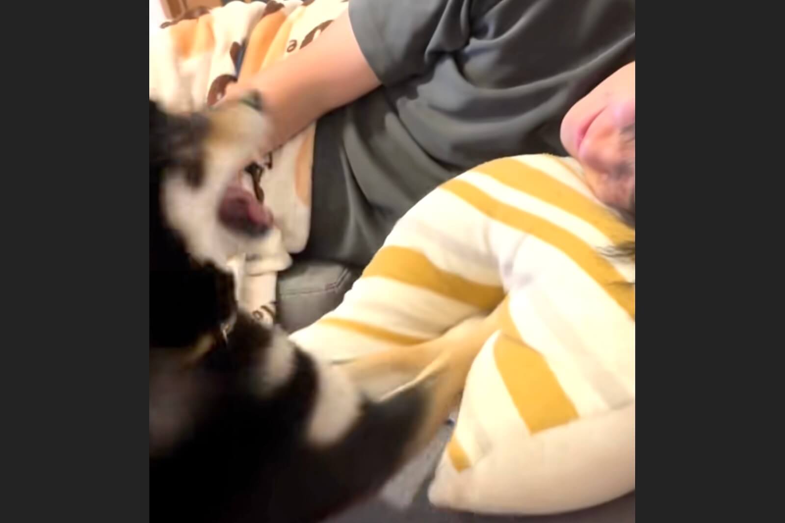 柴犬,動画