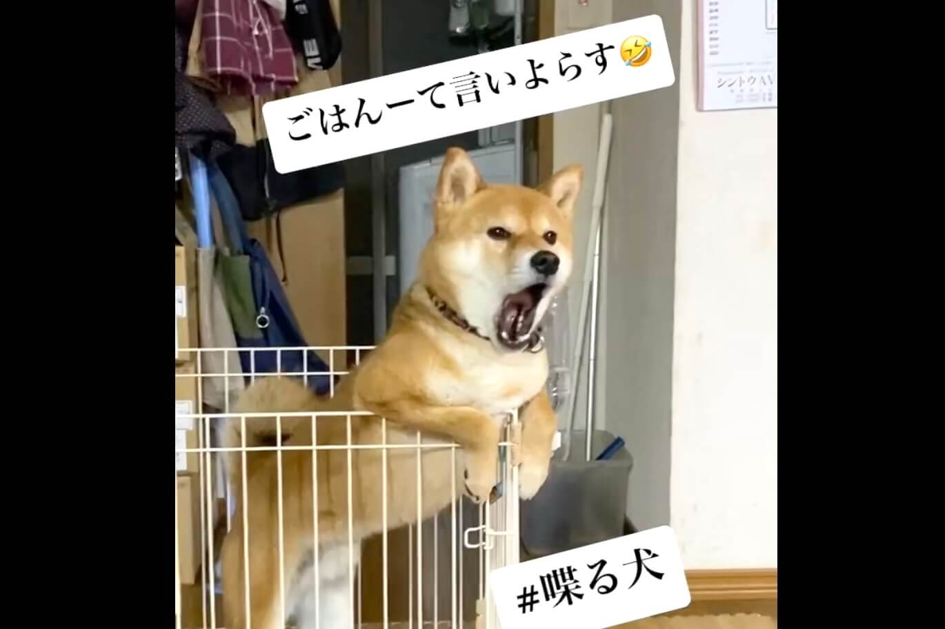 柴犬,動画
