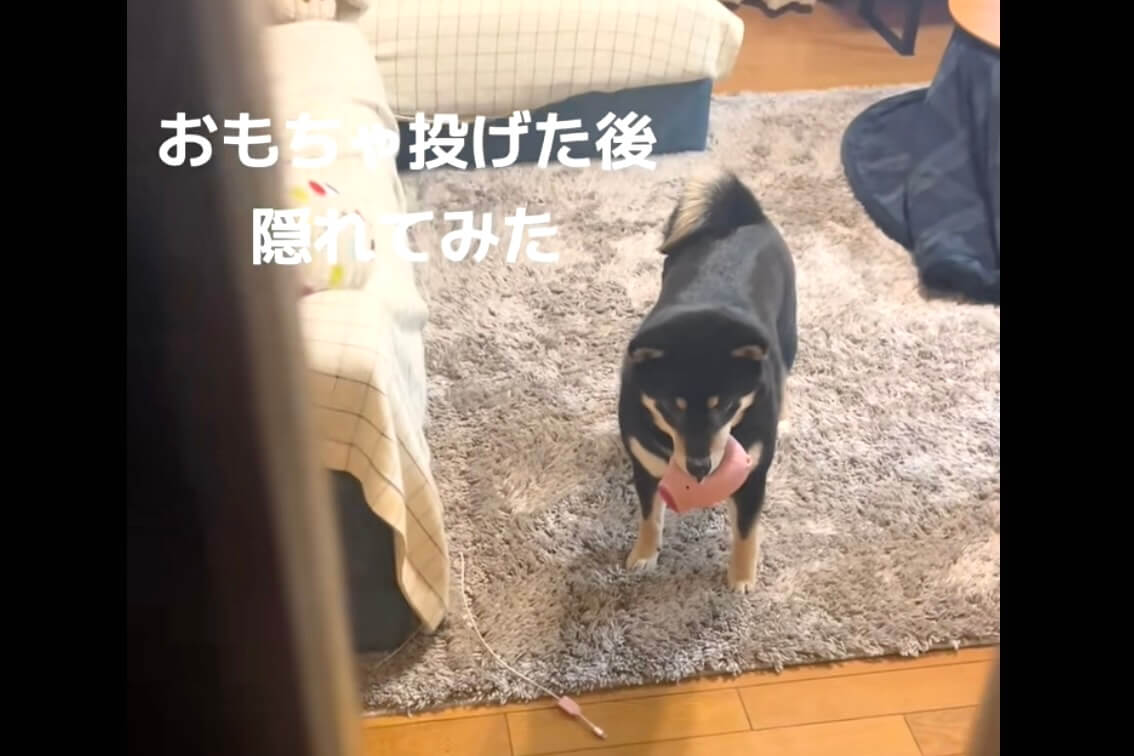 柴犬,動画