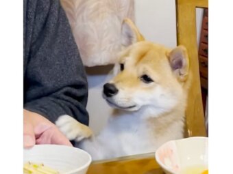 柴犬,動画