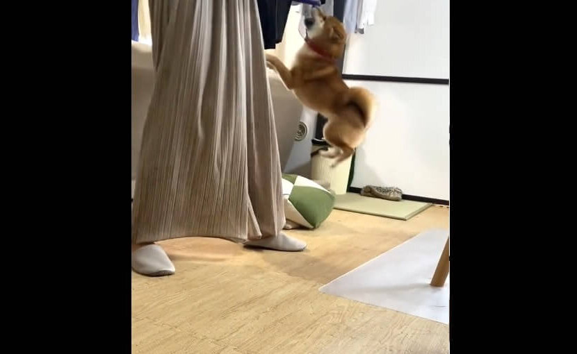 柴犬,動画
