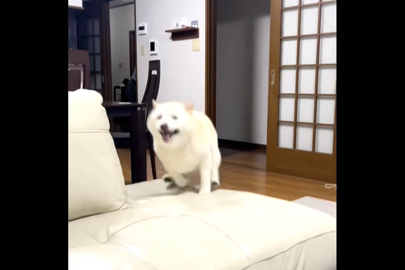 柴犬,動画