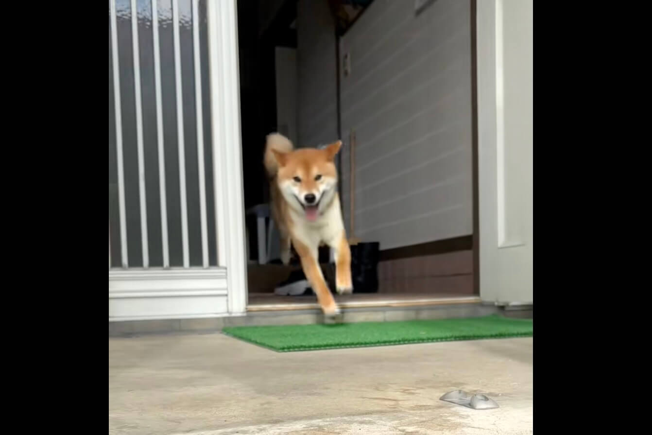 柴犬,動画