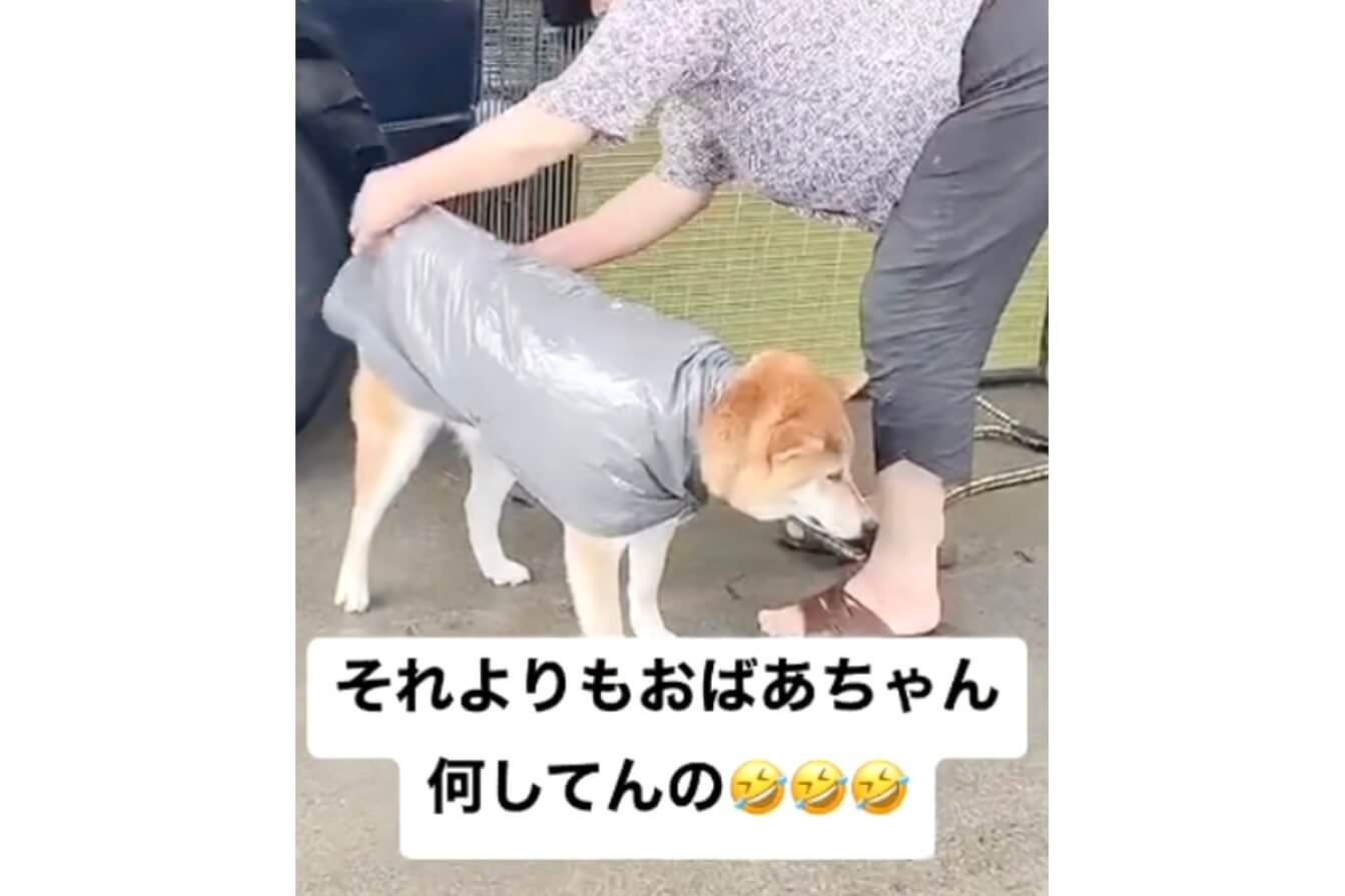 柴犬,動画
