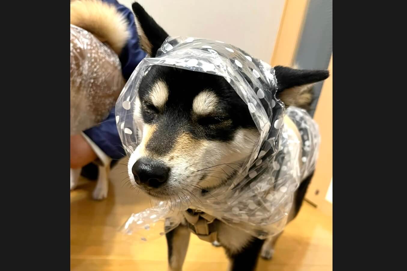 柴犬,動画