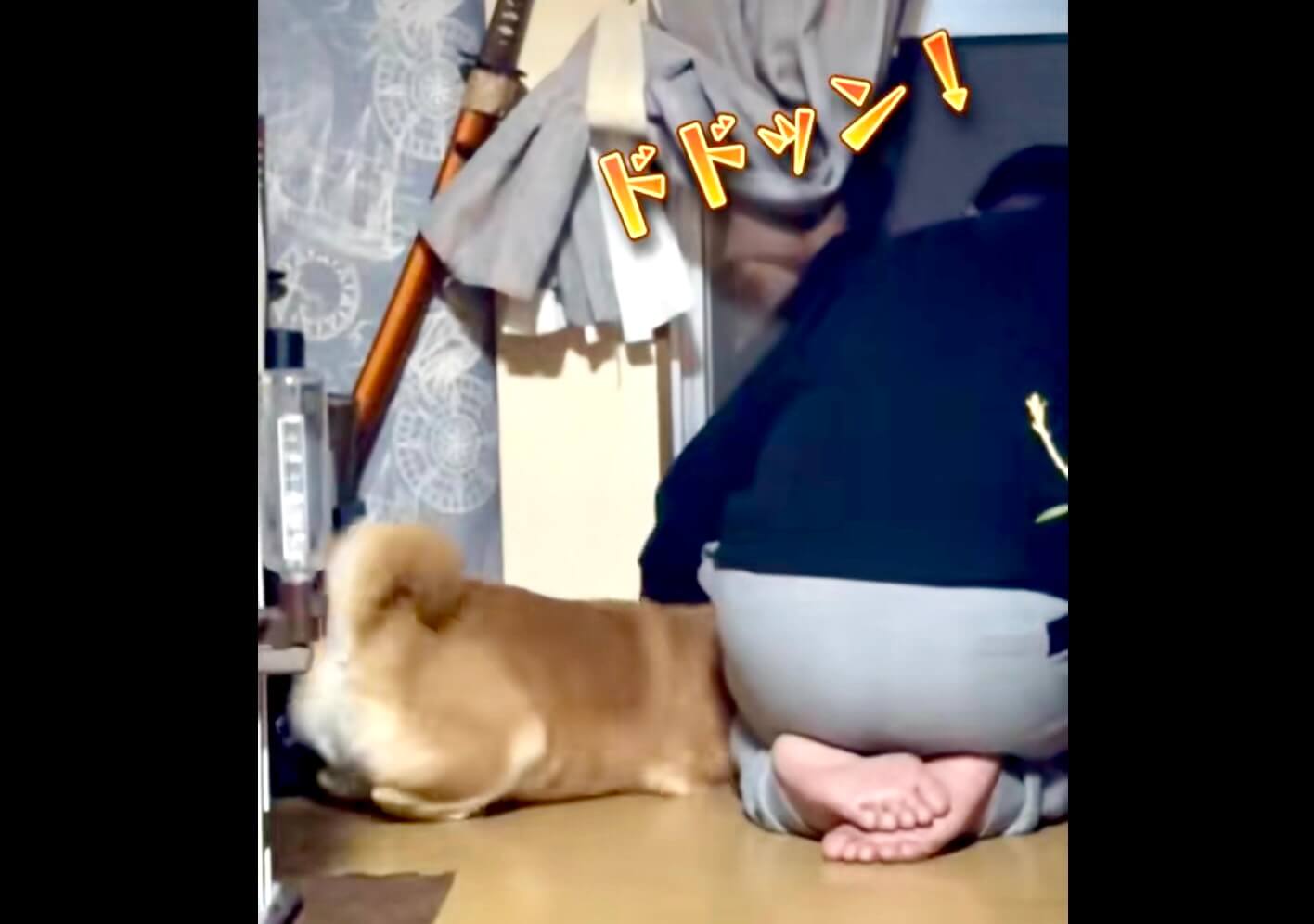 柴犬,動画
