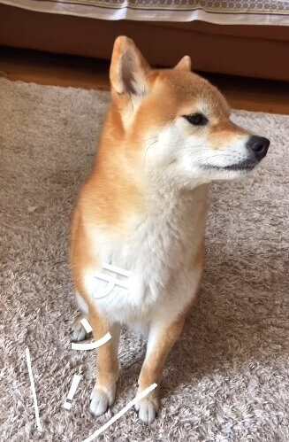 柴犬,動画
