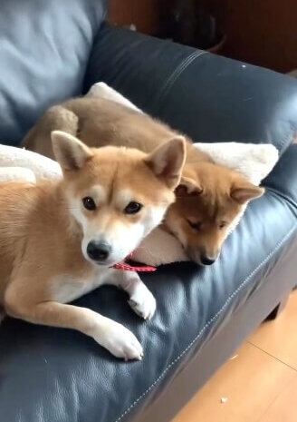 柴犬,動画