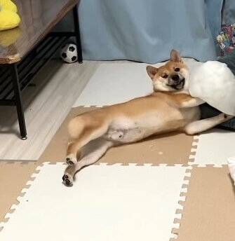柴犬,動画