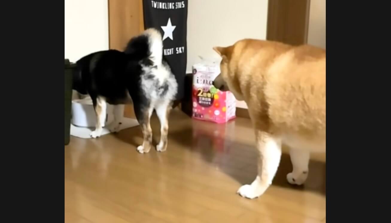 柴犬,動画