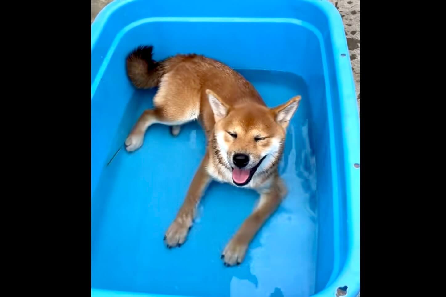 柴犬,動画