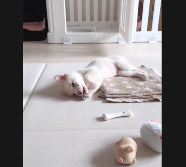 柴犬,動画