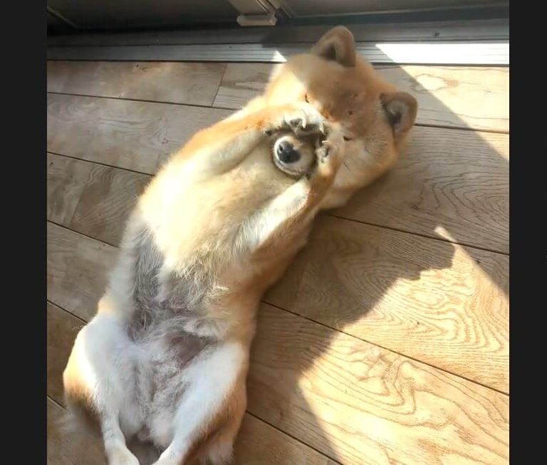 柴犬,動画