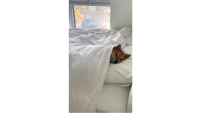 柴犬,動画