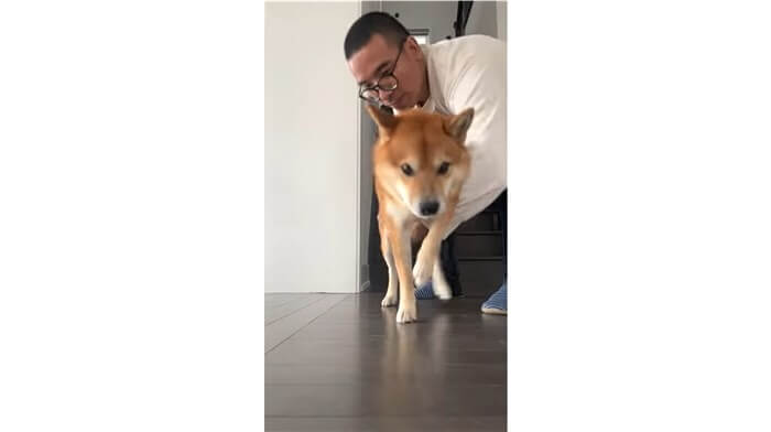 柴犬,動画