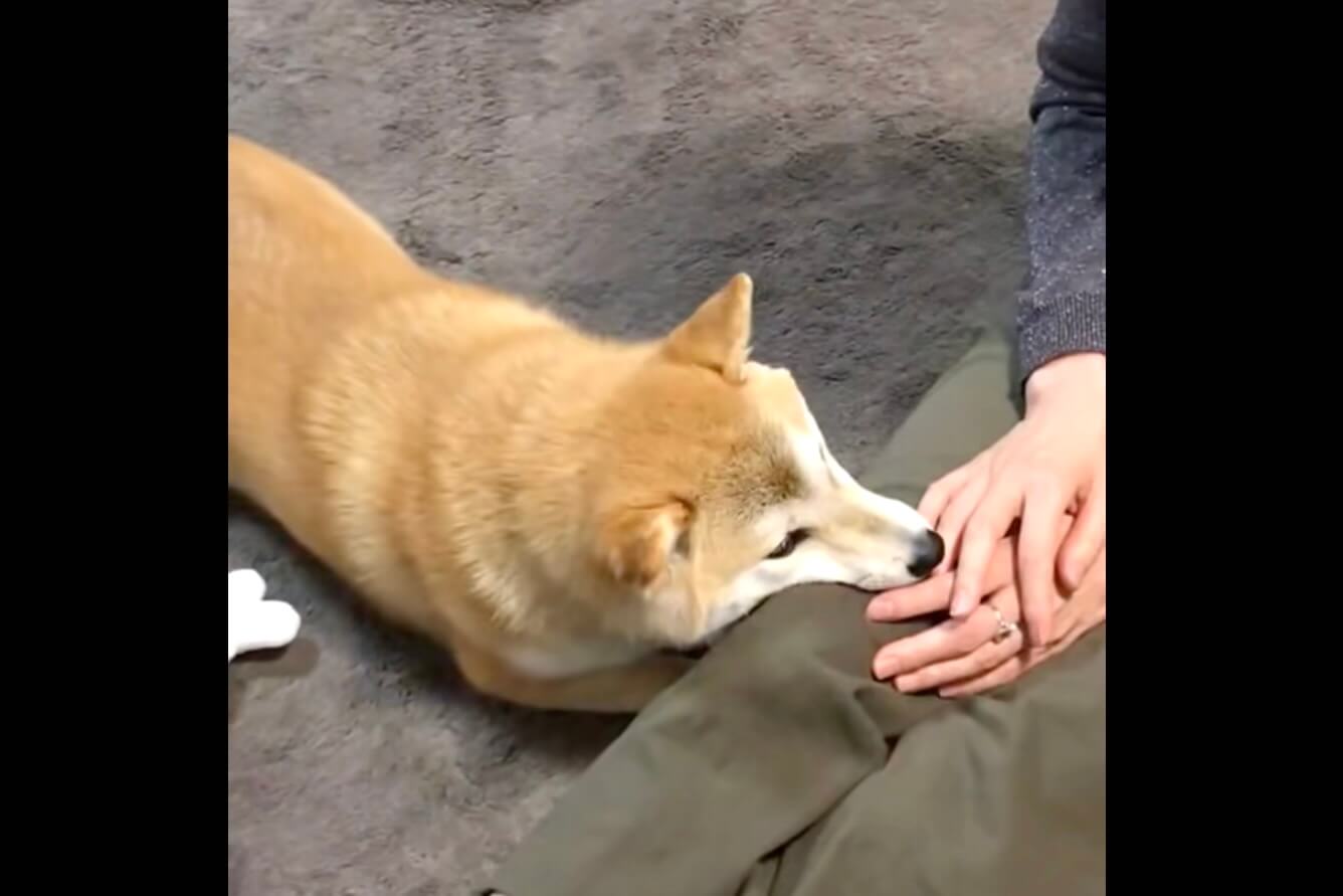 柴犬,動画