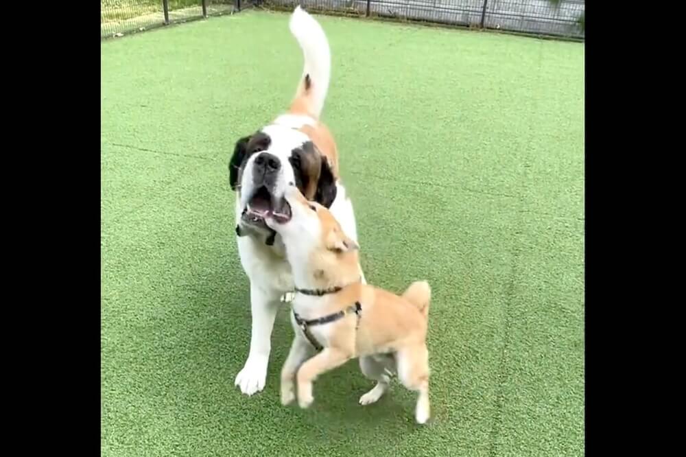 柴犬,動画