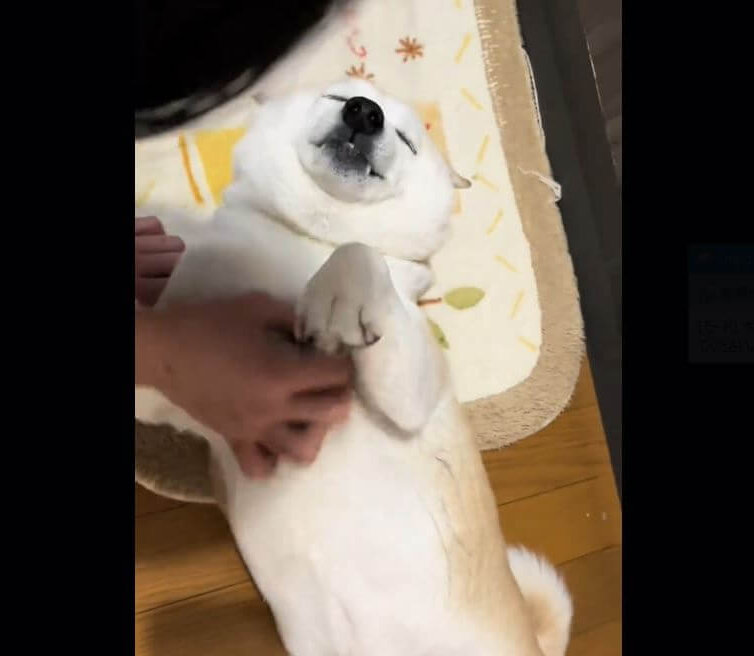 柴犬,動画