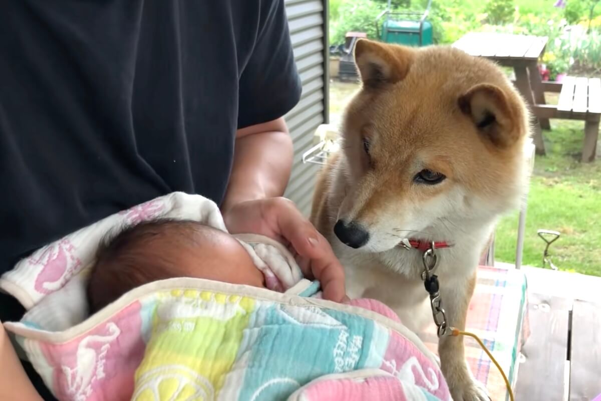 柴犬,動画
