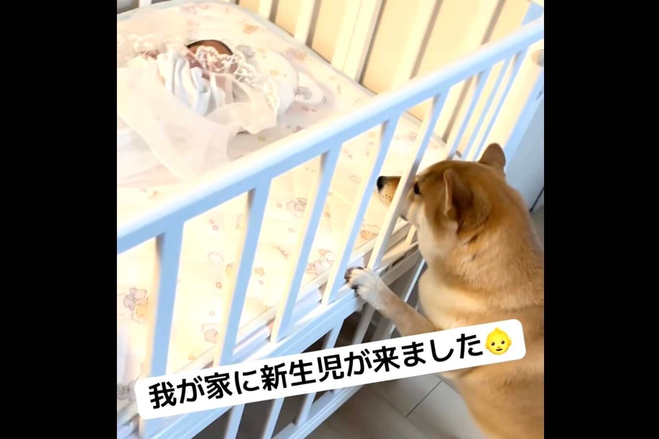 柴犬,動画
