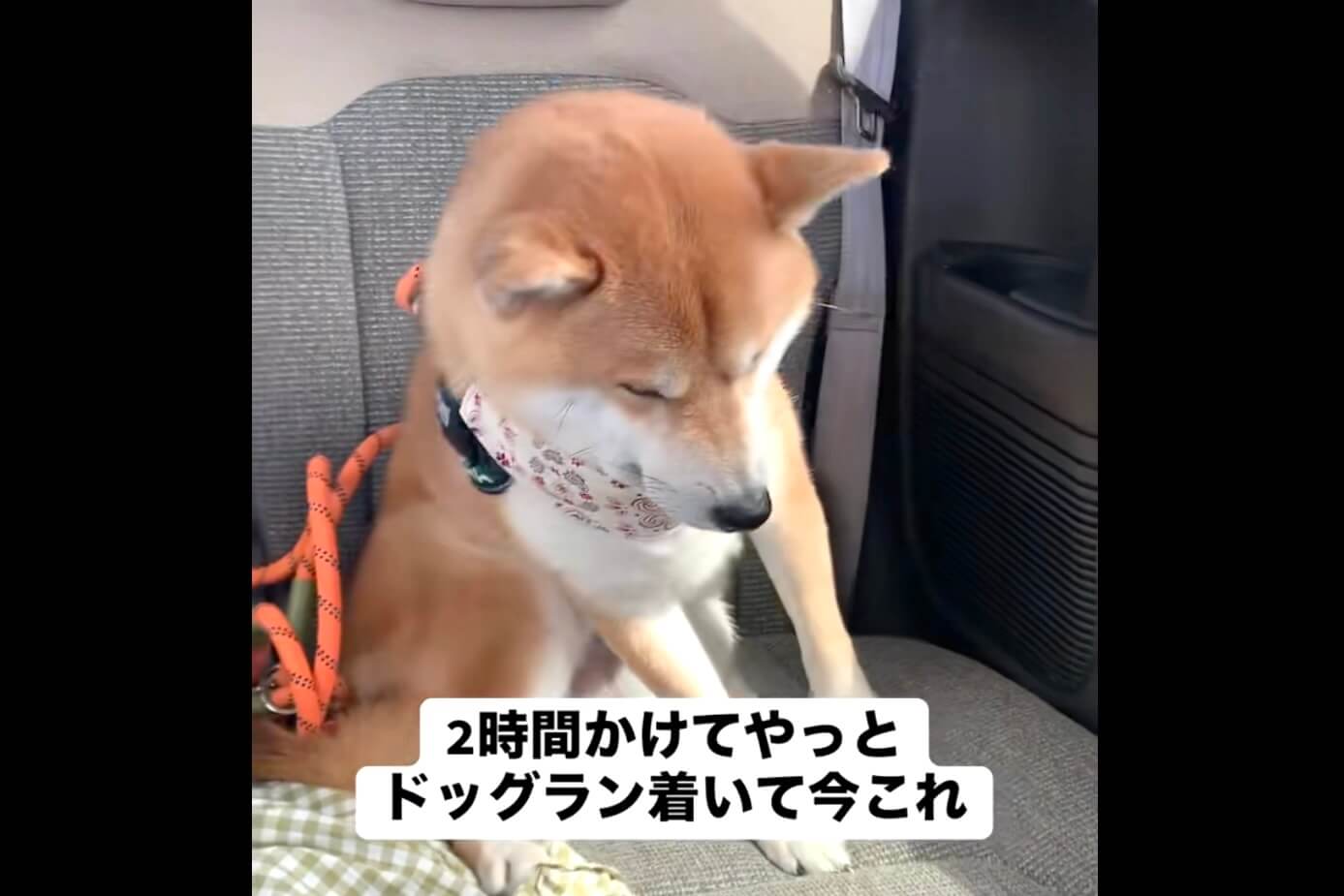 柴犬,動画