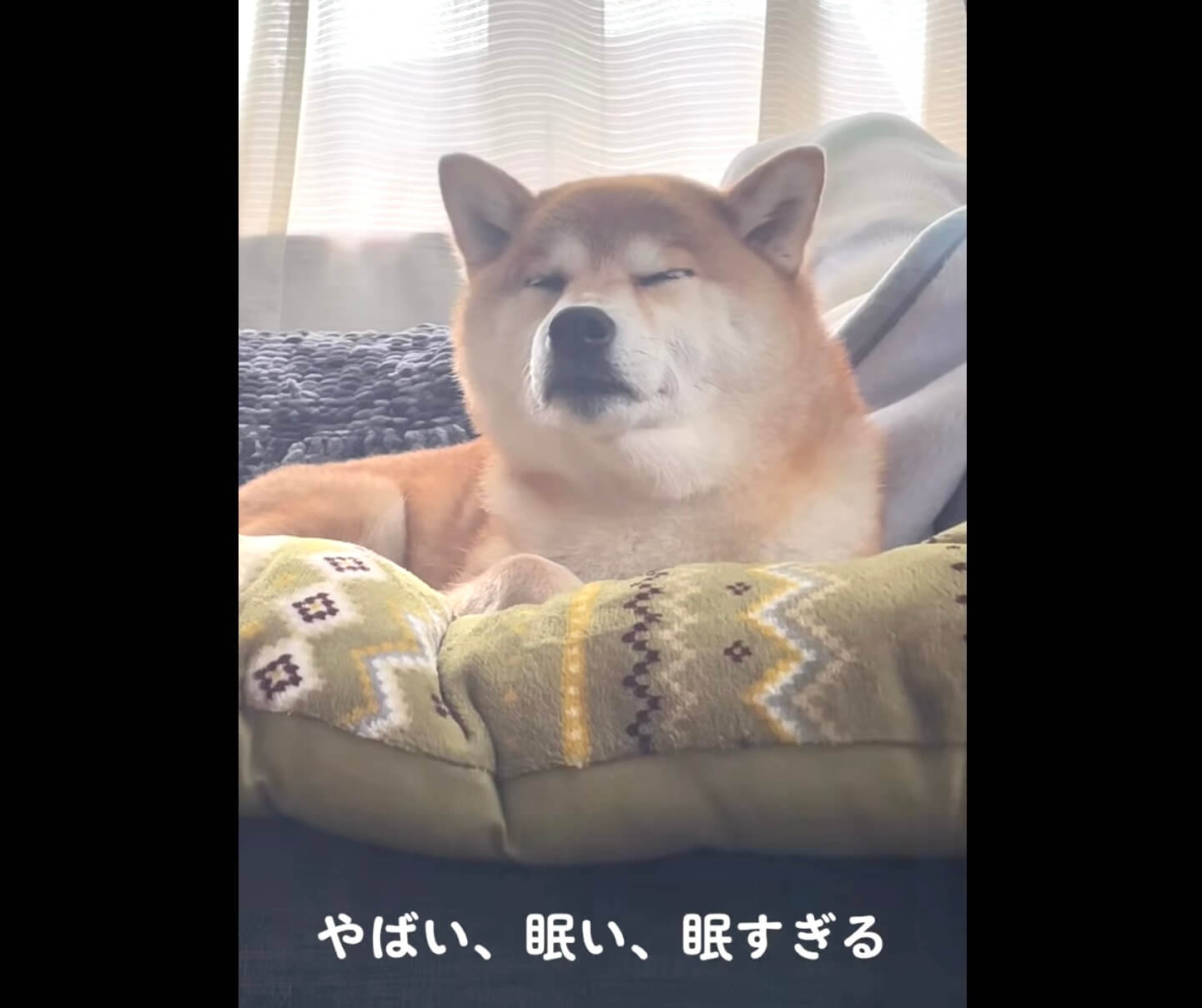 柴犬,動画