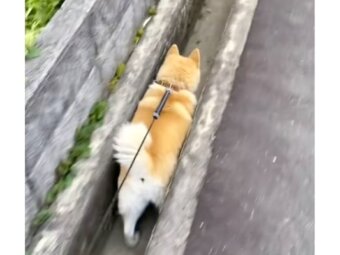 柴犬,動画