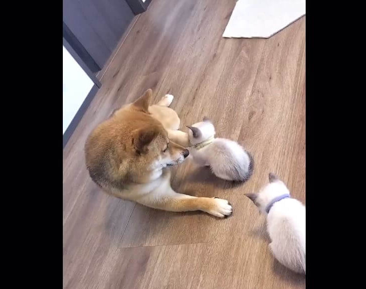 柴犬,動画
