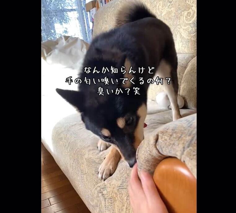 柴犬,動画