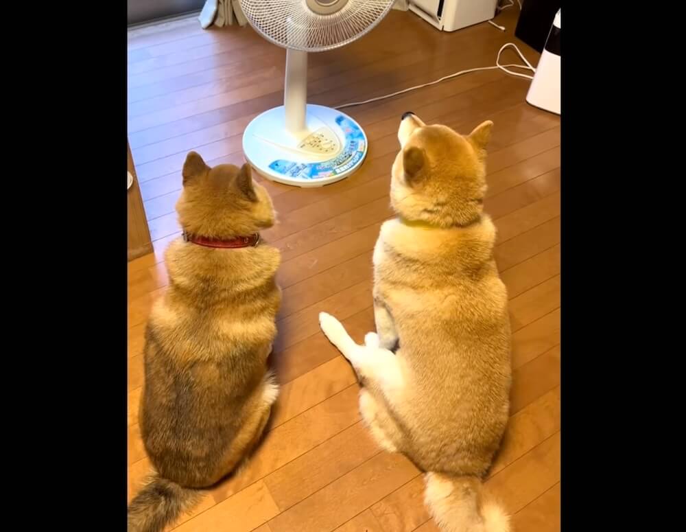 柴犬,動画