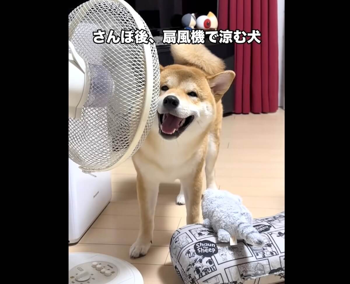 柴犬,動画