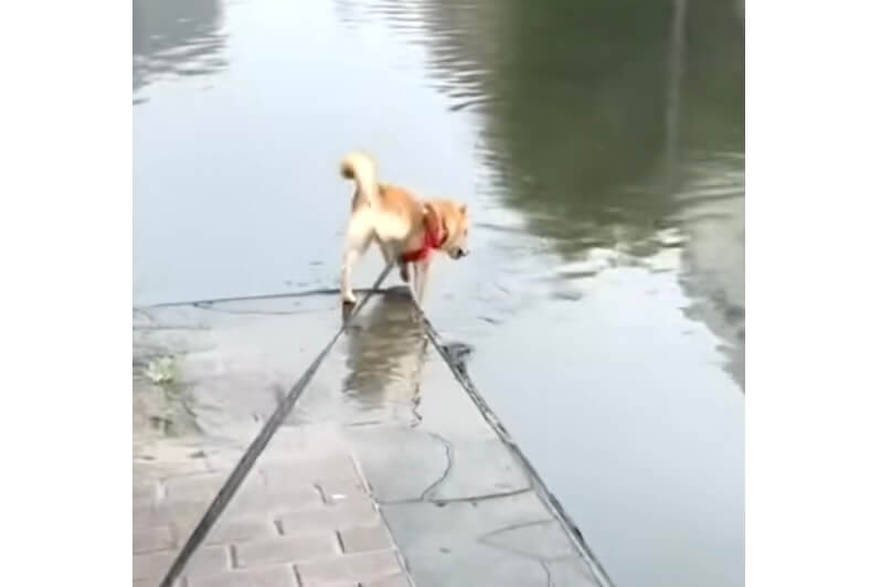 柴犬,動画