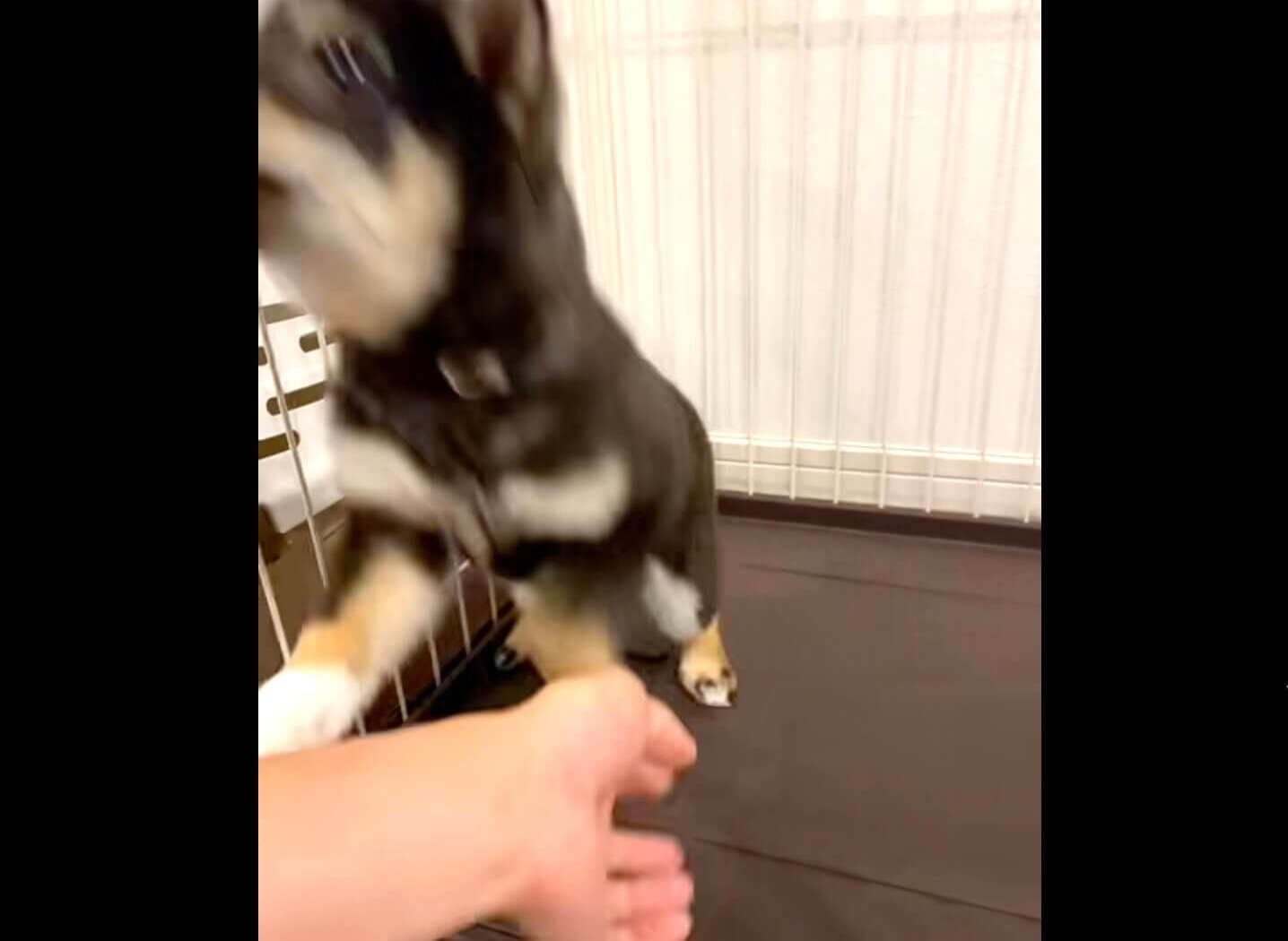 柴犬,動画