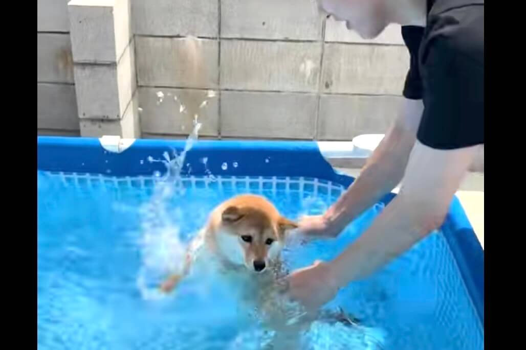 柴犬,動画