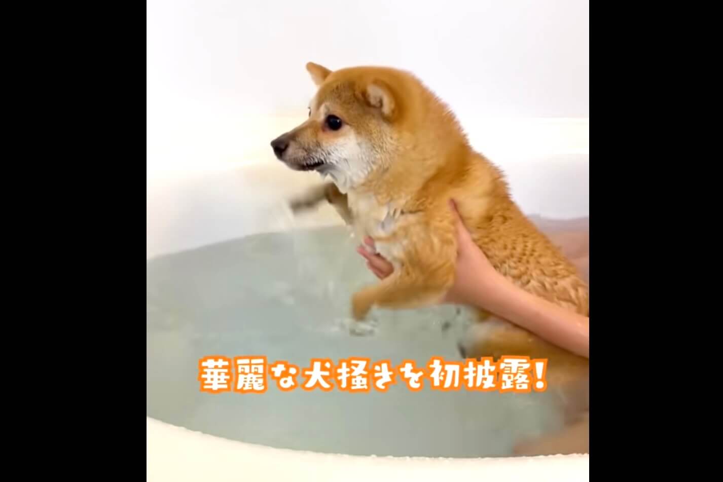 柴犬,動画