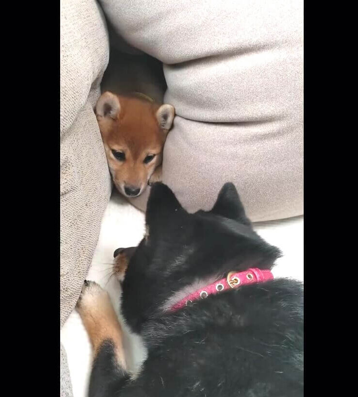 柴犬,動画