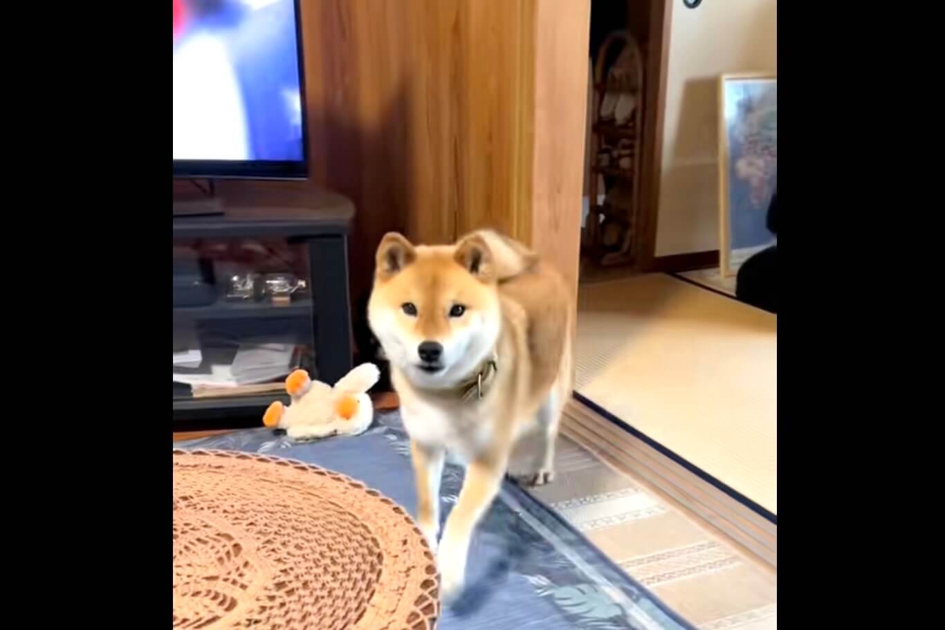柴犬,動画
