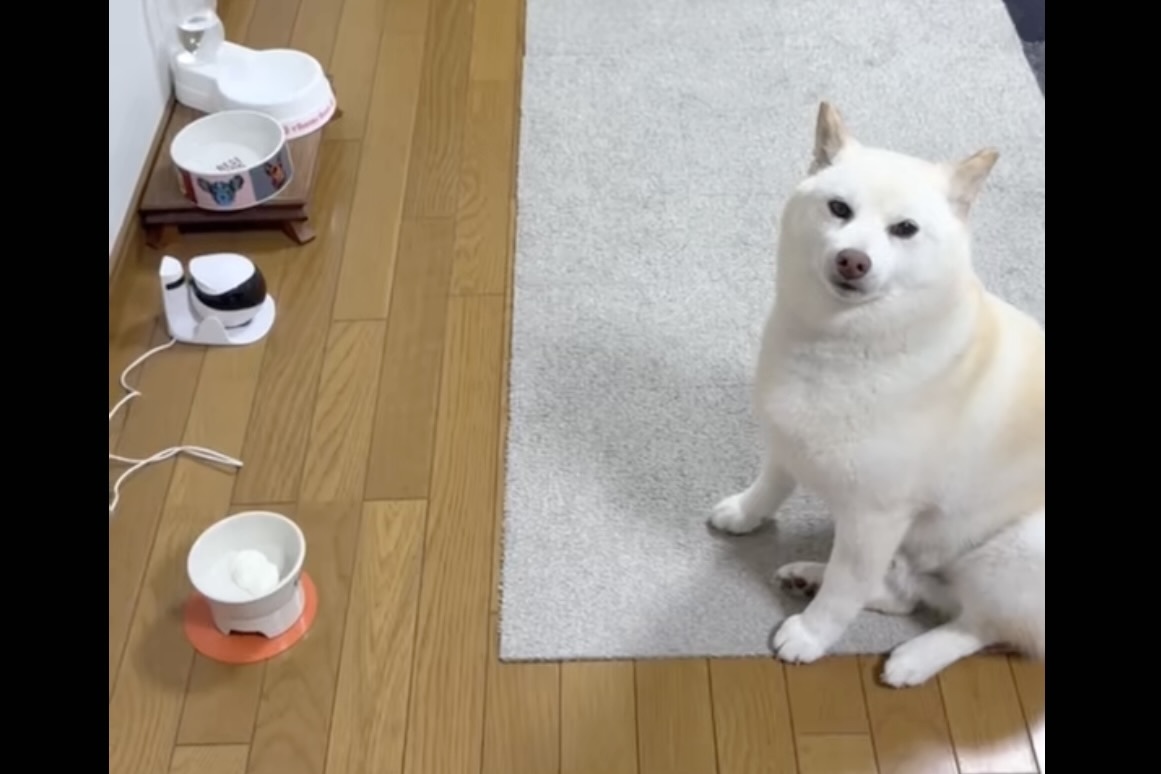 柴犬,動画