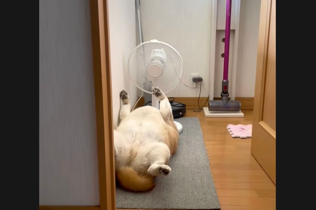 柴犬,動画