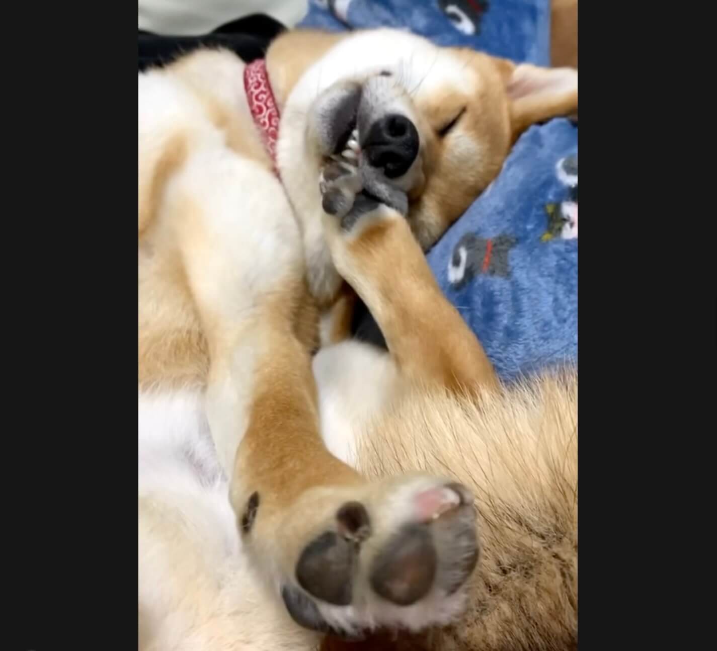 柴犬,動画