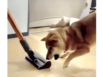 柴犬,動画