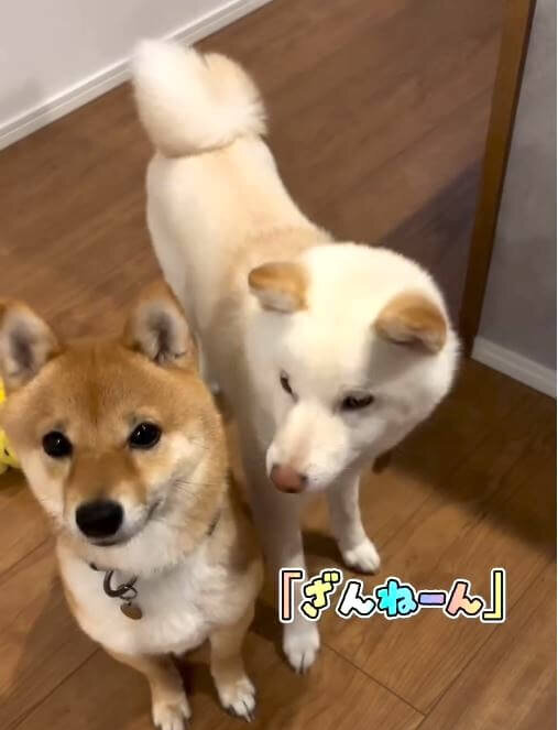 柴犬,動画