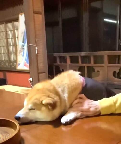 柴犬,動画