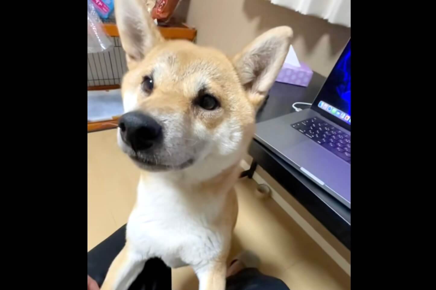 柴犬,動画