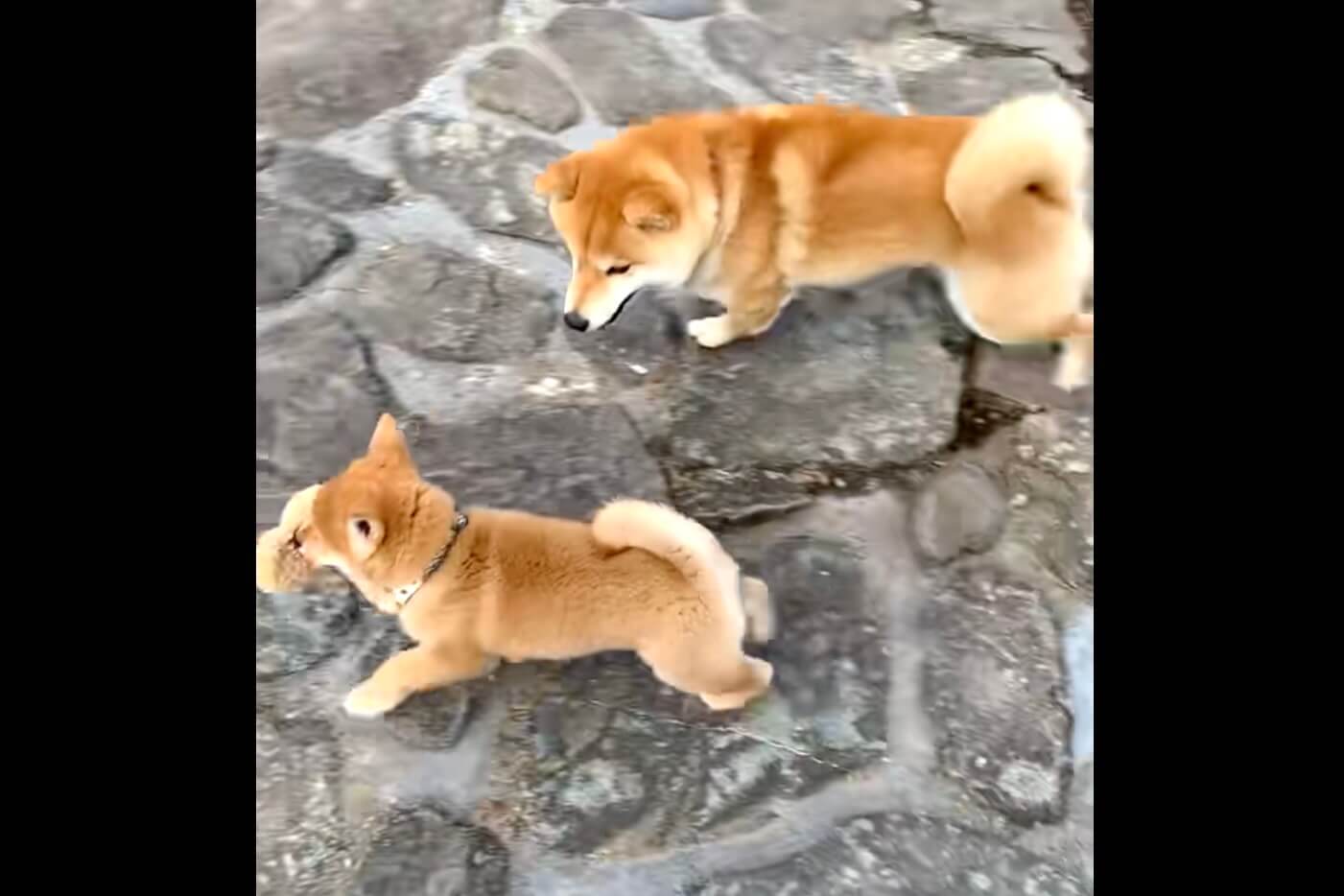 柴犬,動画