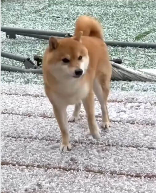 柴犬,動画