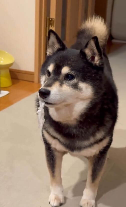 柴犬,動画
