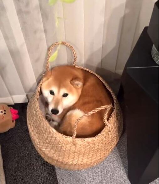 柴犬,動画